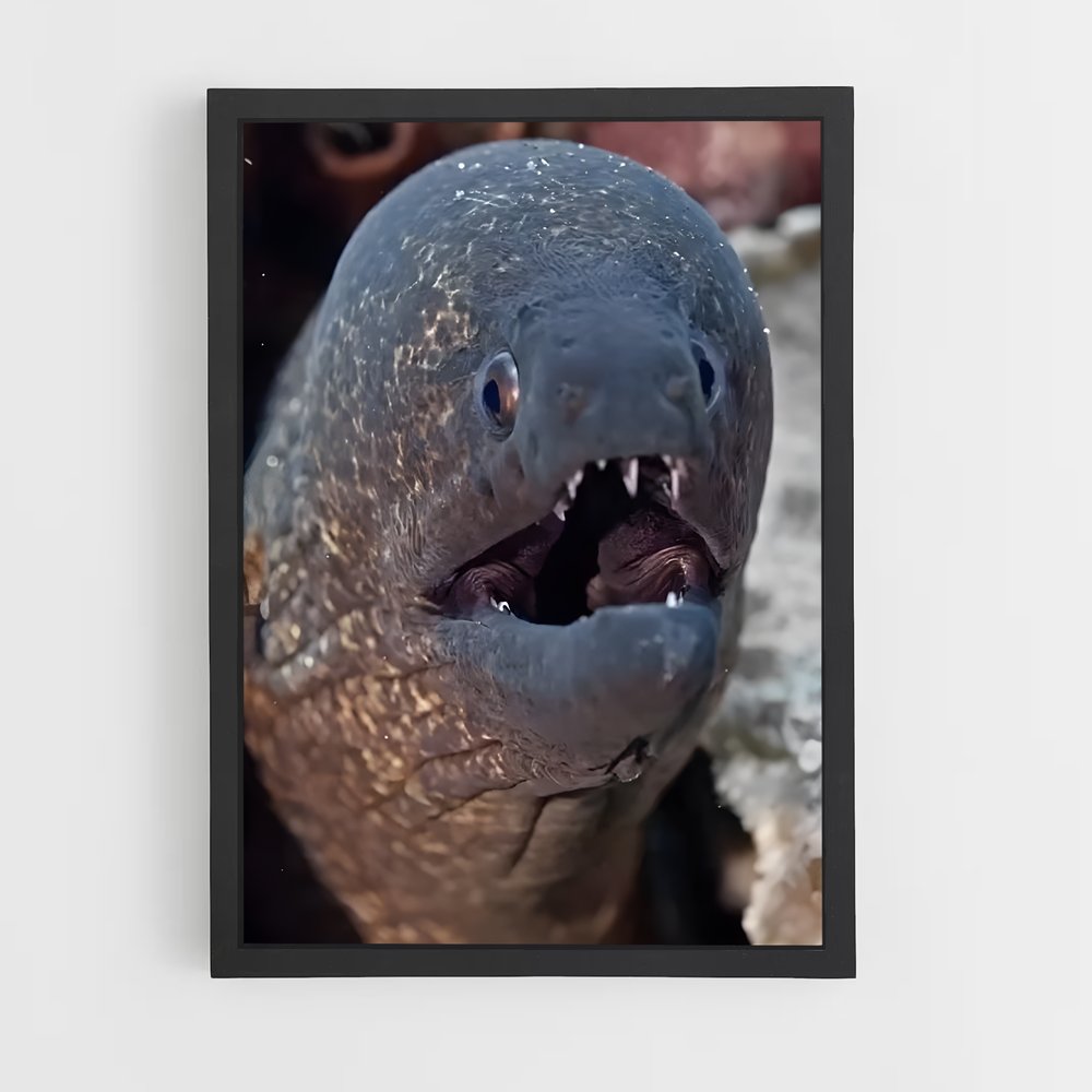 ap-moray eel-3 cadre Noir