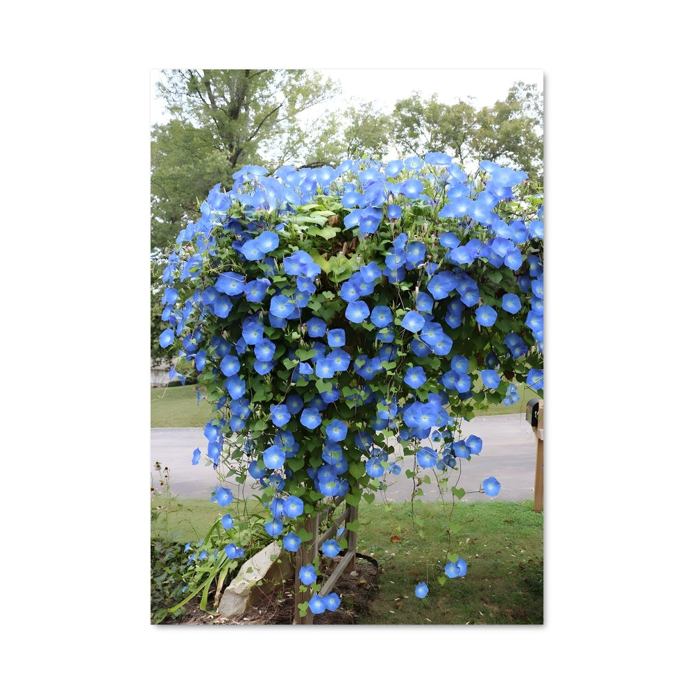 Poster Éclat de Matin