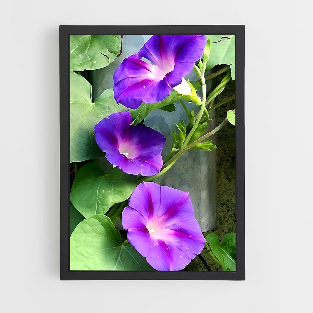 ap-morning glory-1 cadre Noir