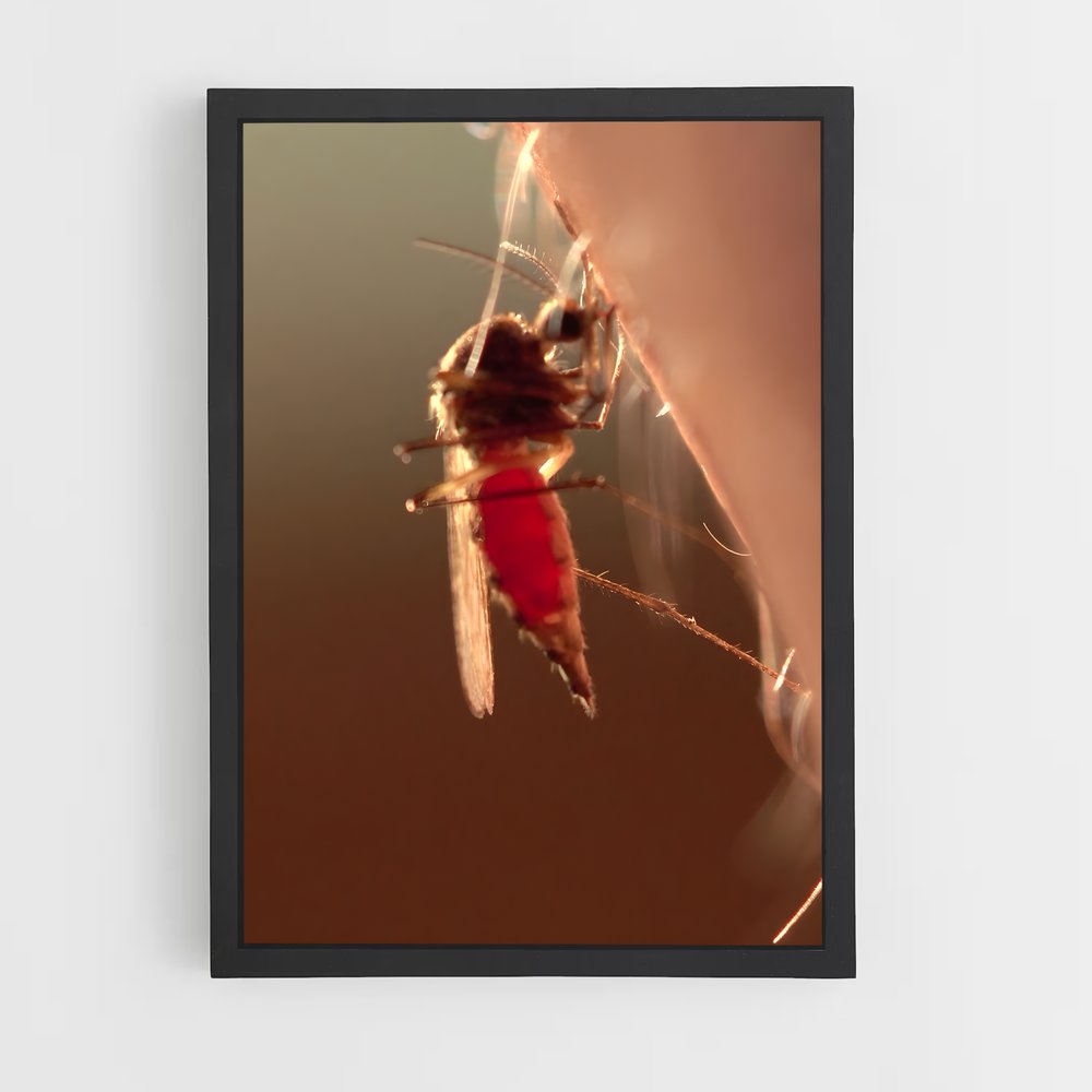 ap-mosquito-3 cadre Noir