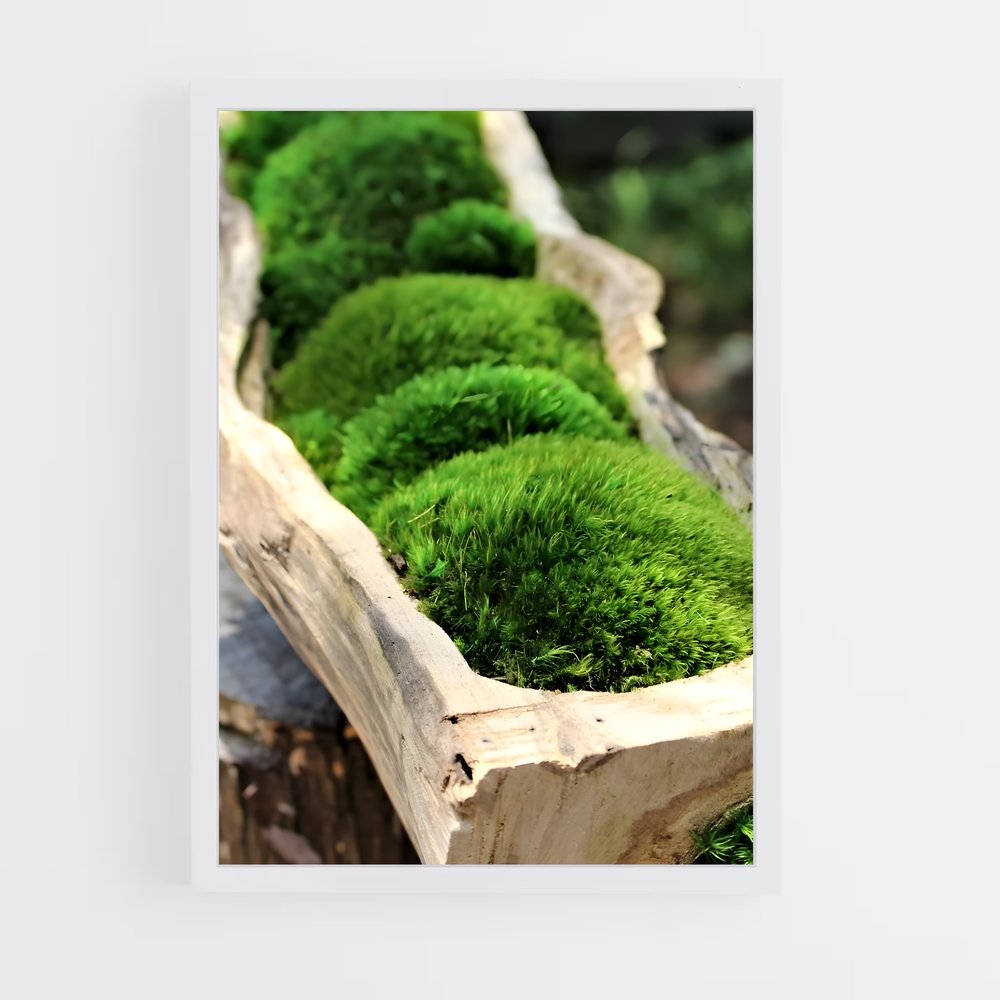 ap-moss-9 cadre Blanc