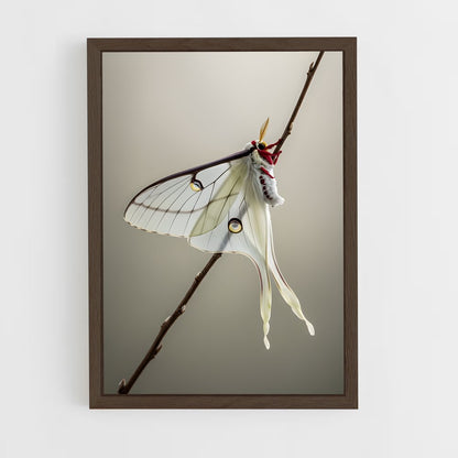 ap-moth-3 cadre Bois foncé