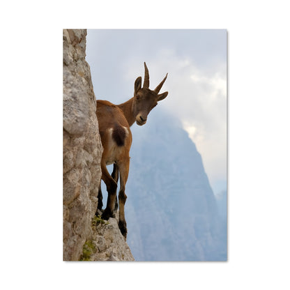 Poster Capra des Cimes
