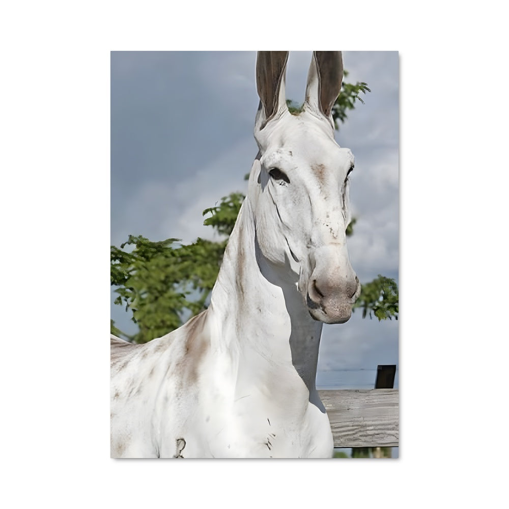 Poster Cheval Blanc