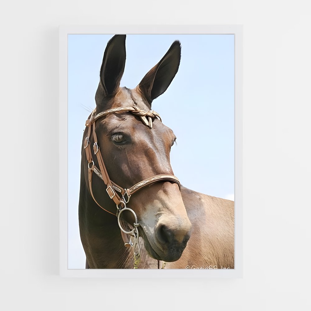 ap-mule-4 cadre Blanc