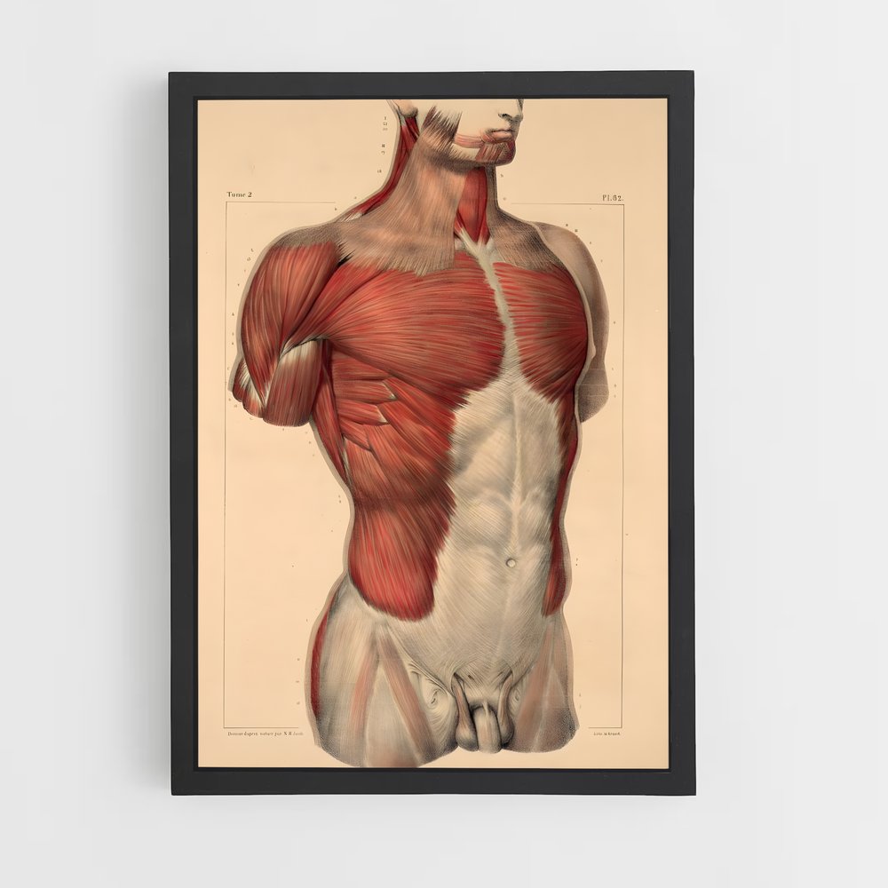 ap-muscle-2 cadre Noir