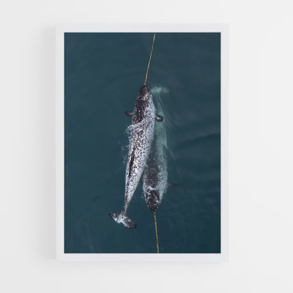 ap-narwhal-3 cadre Blanc