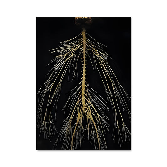 Poster Racines Célestes