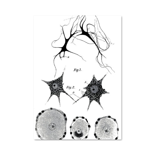 Poster Voyage des Neurones