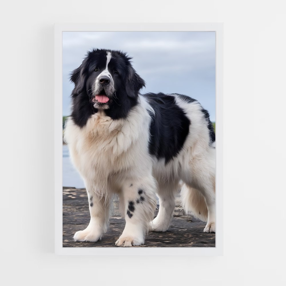 ap-newfoundland-2 cadre Blanc