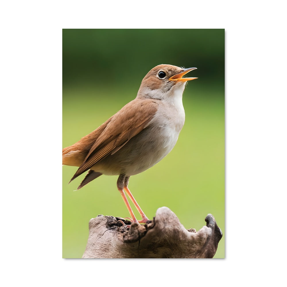 Poster Chant d'Oiseau