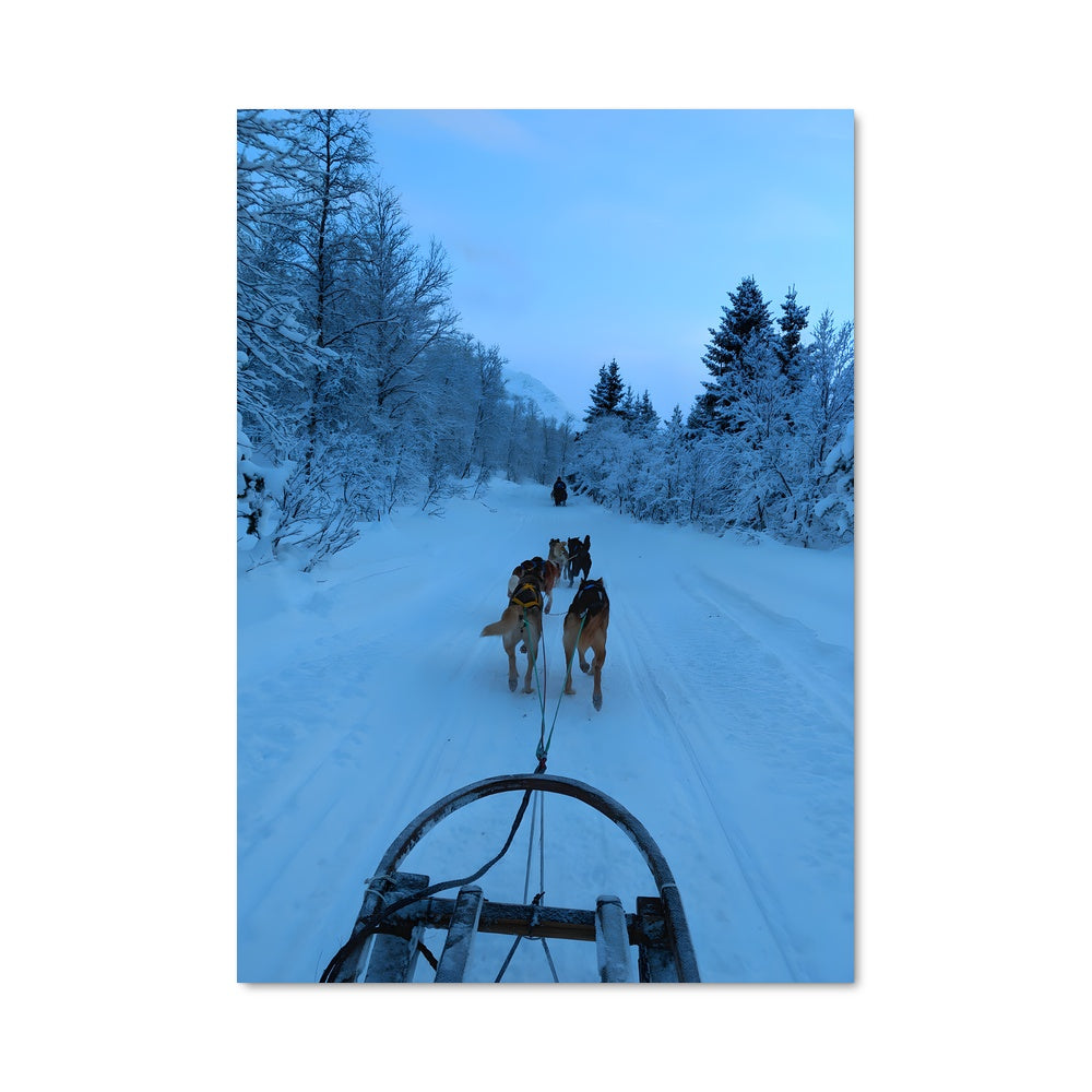 Poster Traîneau Norvégien