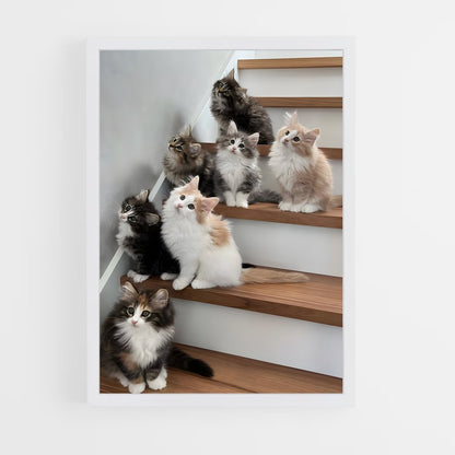 ap-norwegian forest cat-3 cadre Blanc