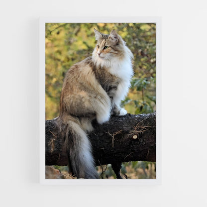 ap-norwegian forest cat-4 cadre Blanc