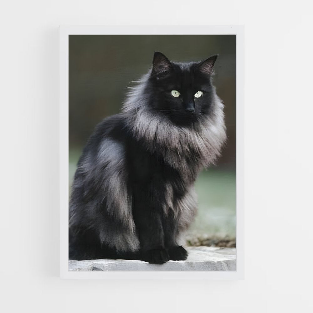 ap-norwegian forest cat-5 cadre Blanc