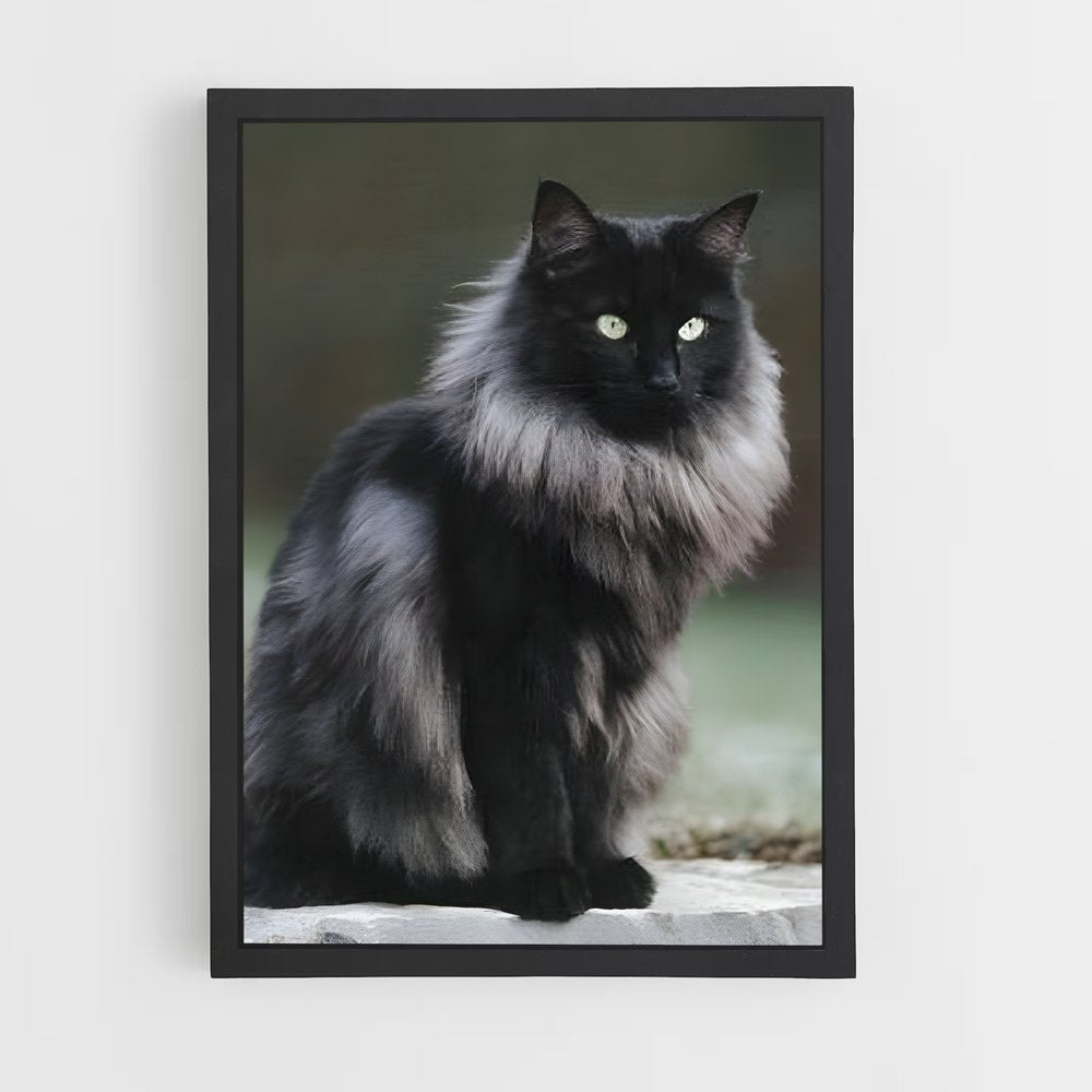 ap-norwegian forest cat-5 cadre Noir