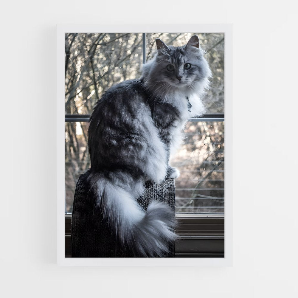 ap-norwegian forest cat-9 cadre Blanc