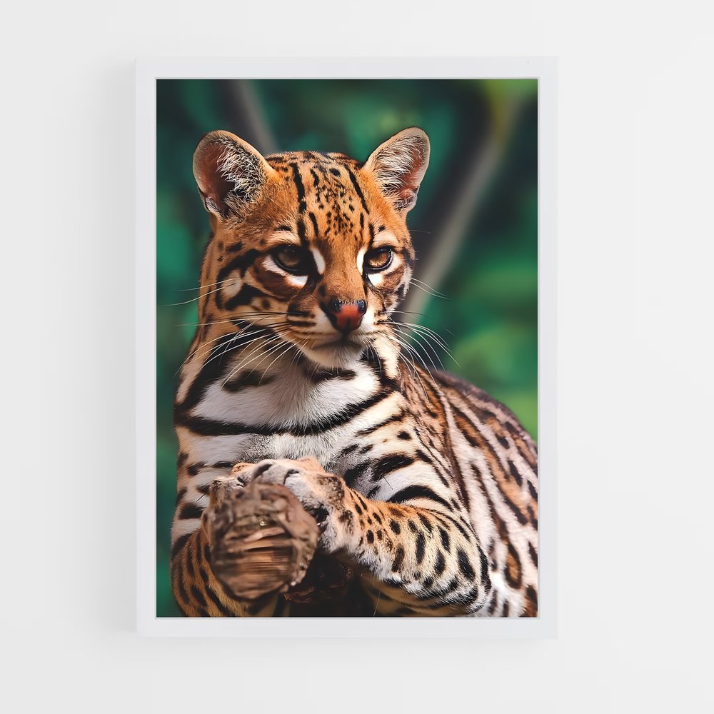ap-ocelot-1 cadre Blanc