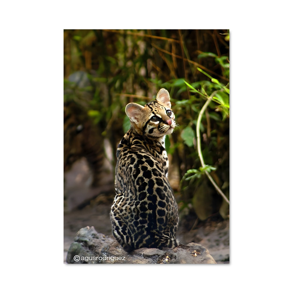Poster Ocelot en Veille