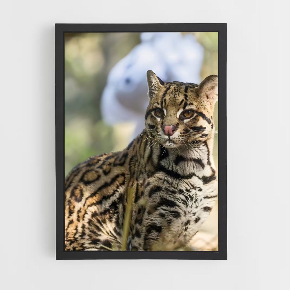 ap-ocelot-5 cadre Noir