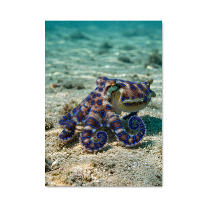 Poster L'Octopus Bleu