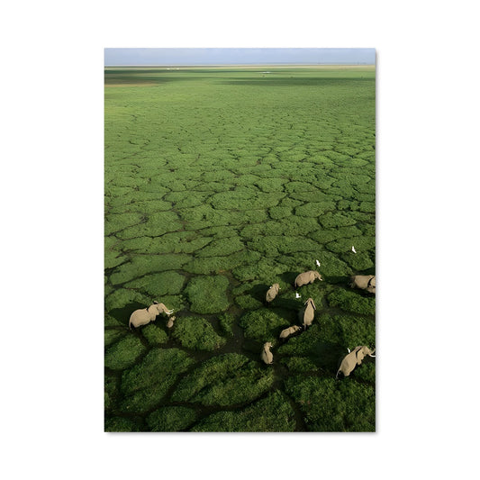 Poster Serengeti Sauvage