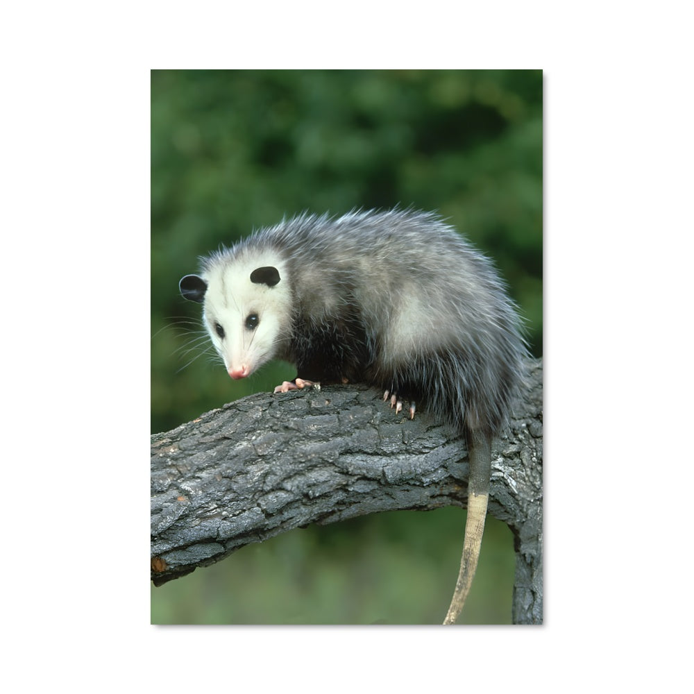 Poster Opossum Delight