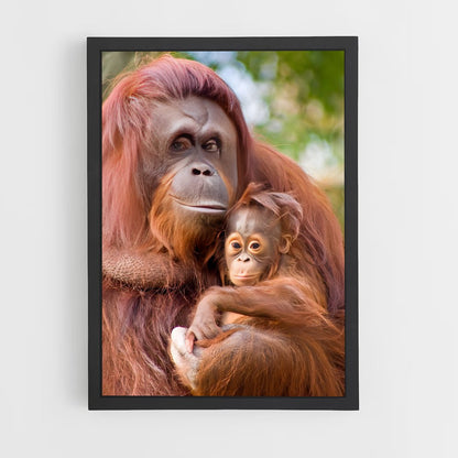 ap-orangutan-3 cadre Noir