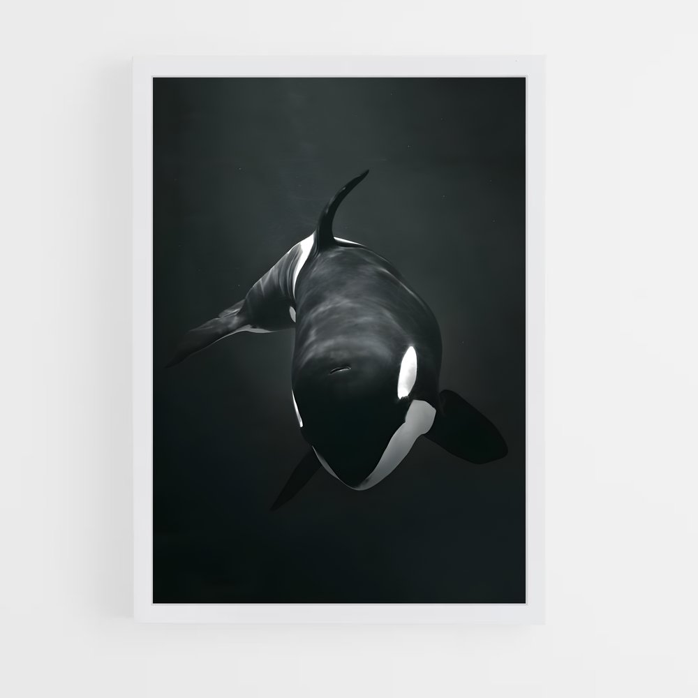 ap-orca-1 cadre Blanc