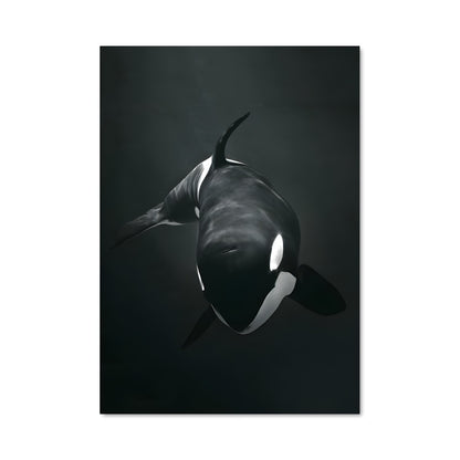 Poster Orca Majesty