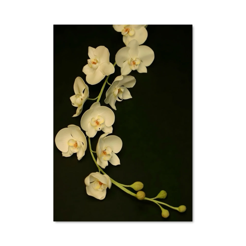 Poster Orchidée Noire