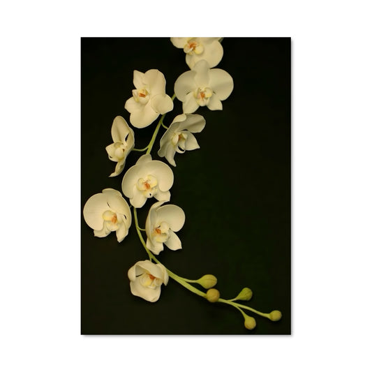 Poster Orchidée Noire