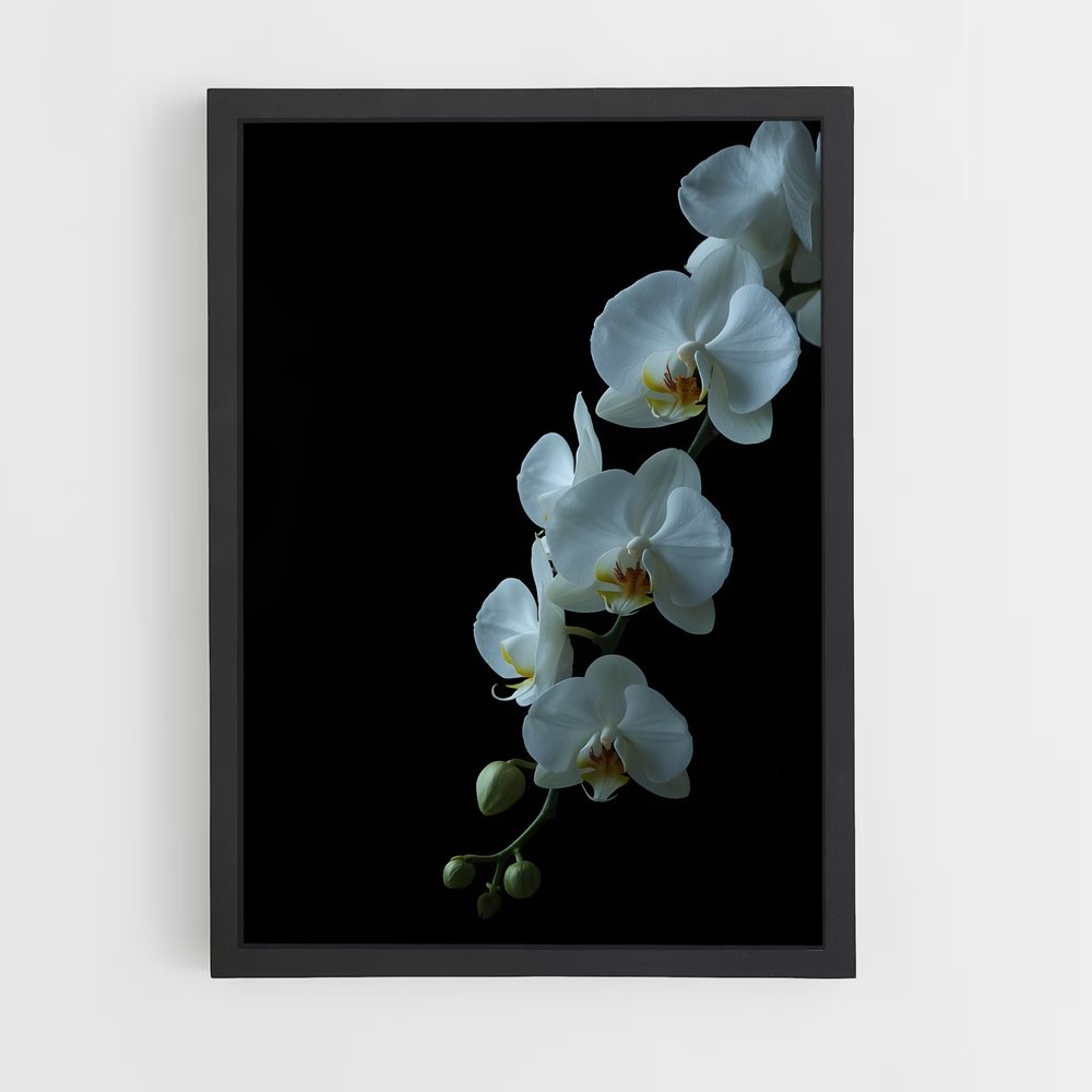 ap-orchid-5 cadre Noir