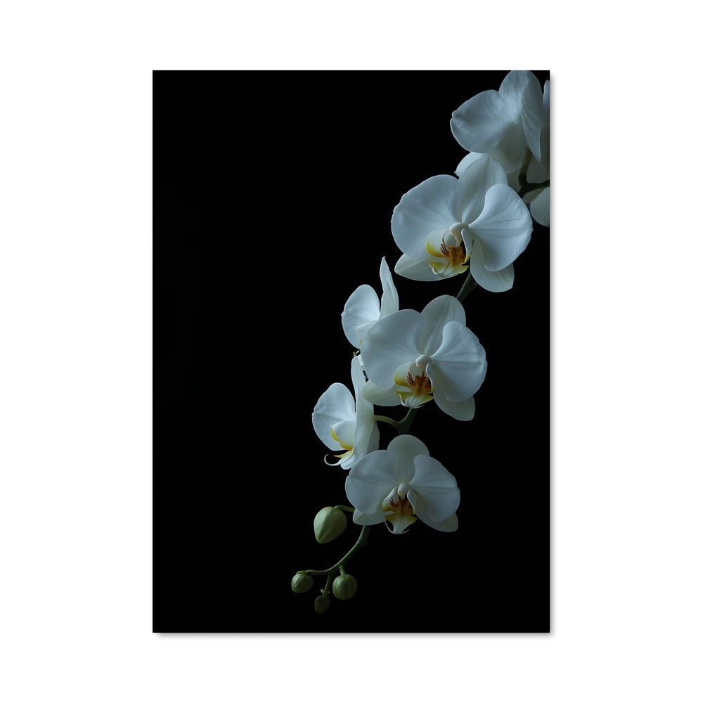 Poster Éclat d'Orchidée