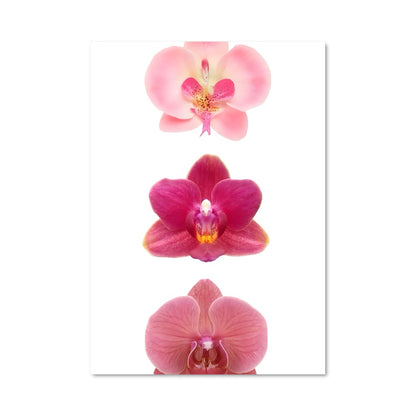 Poster Orchidée Enchantée