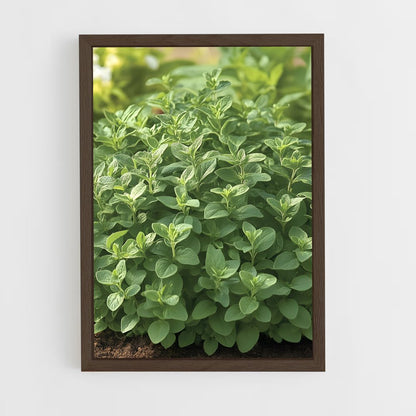 ap-oregano-3 cadre Bois foncé