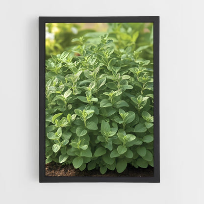 ap-oregano-3 cadre Noir