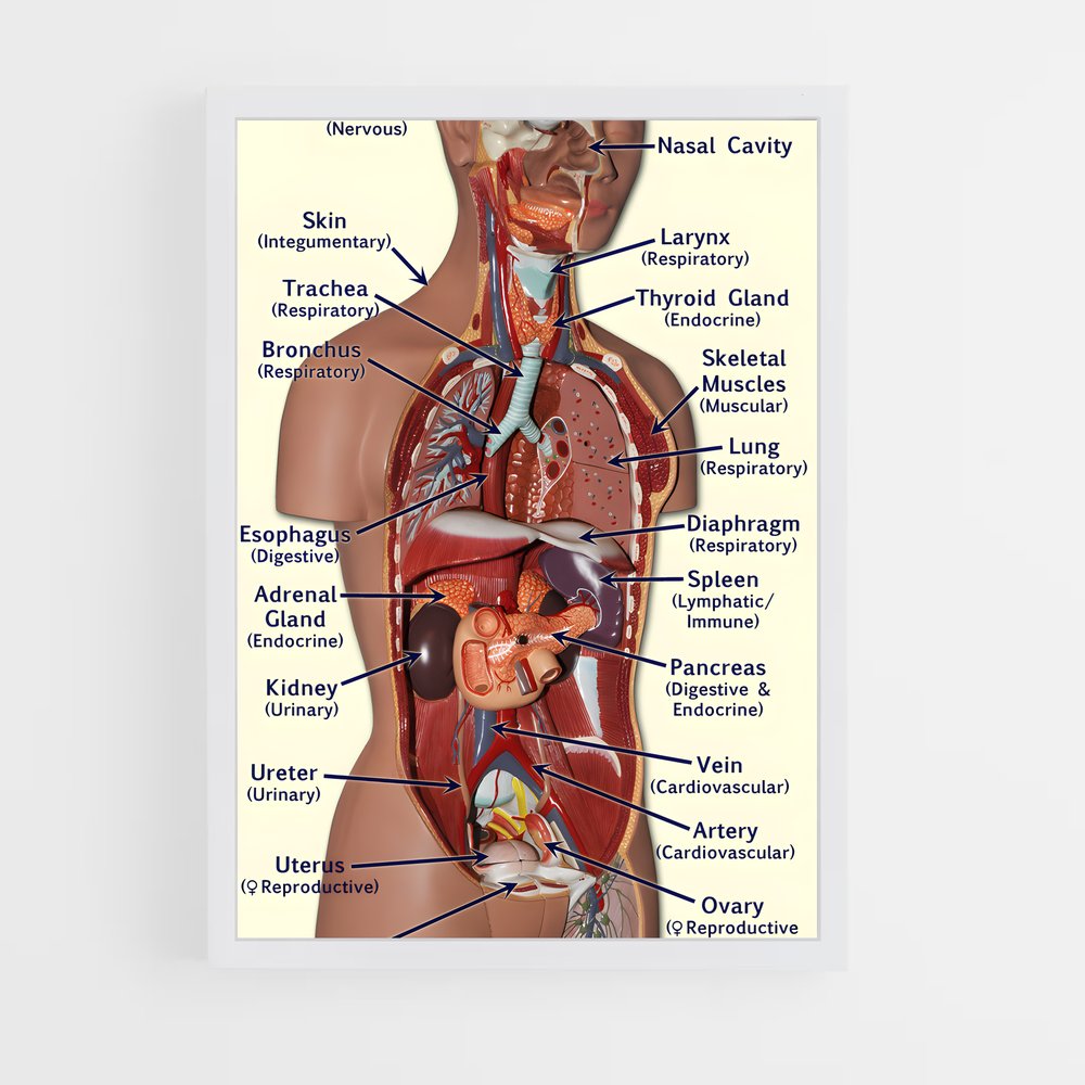 ap-organs-2 cadre Blanc