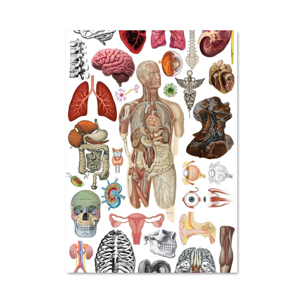 Poster Anatomie Étonnante