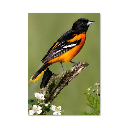 Poster Oiseau d'Oriole
