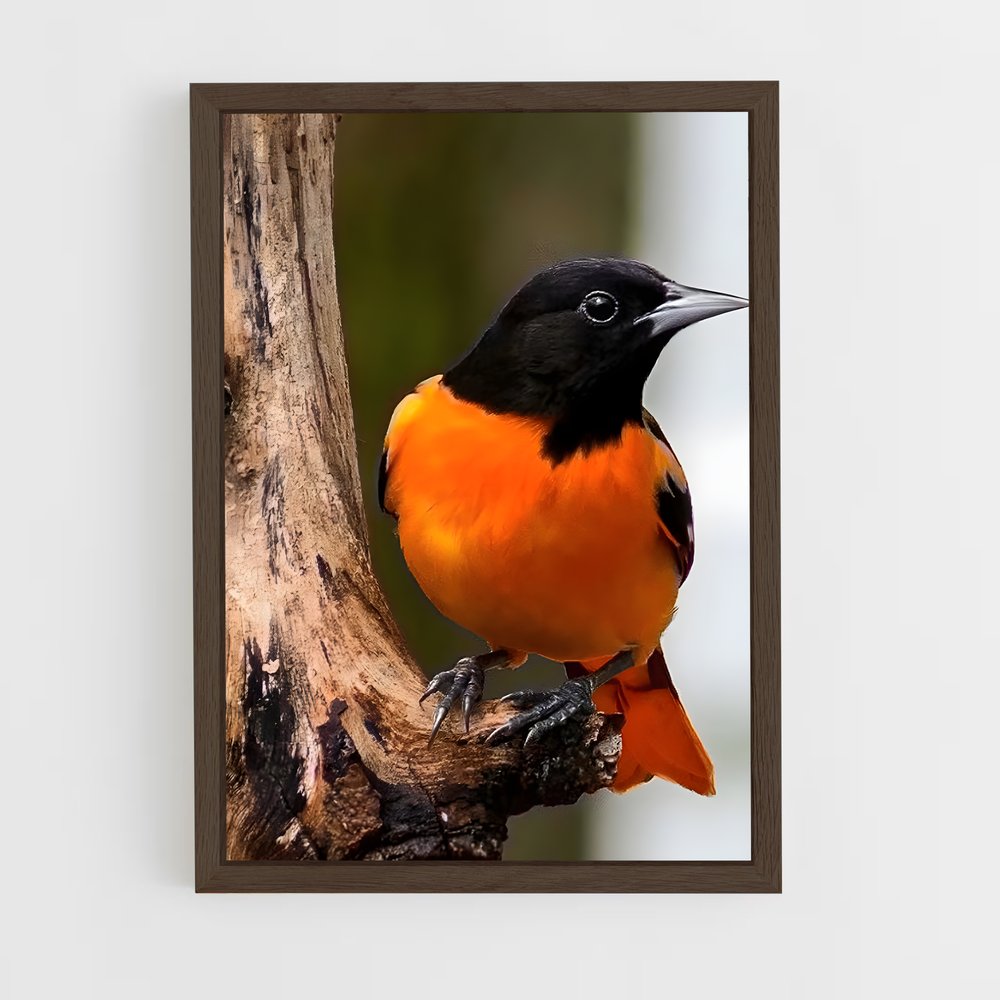 ap-oriole-2 cadre Bois foncé