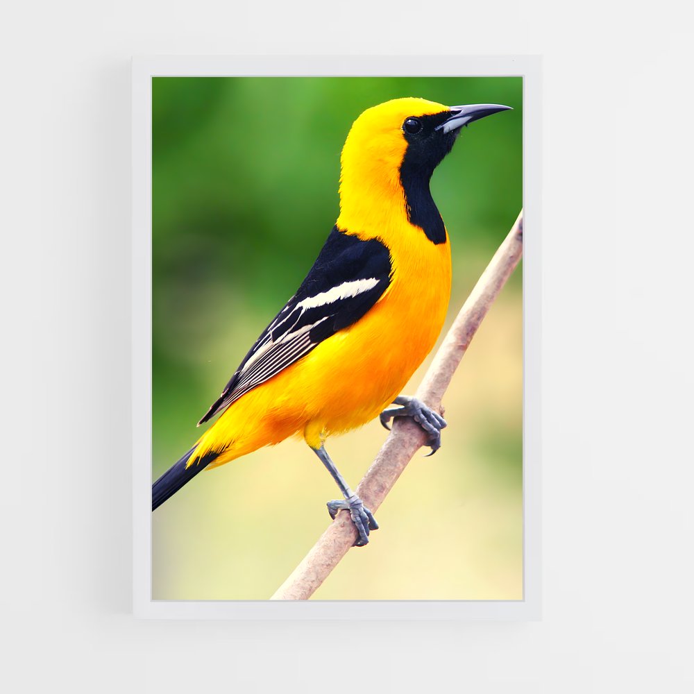ap-oriole-3 cadre Blanc