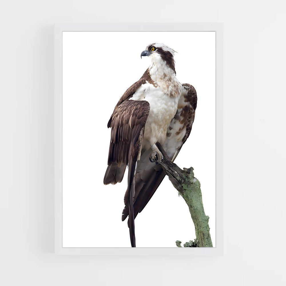 ap-osprey-7 cadre Blanc