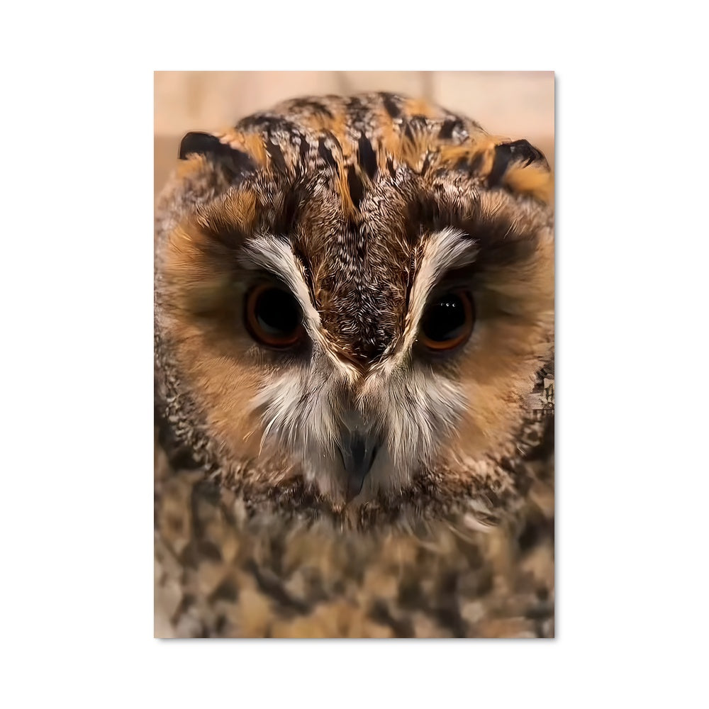 Poster Hibou Mystique