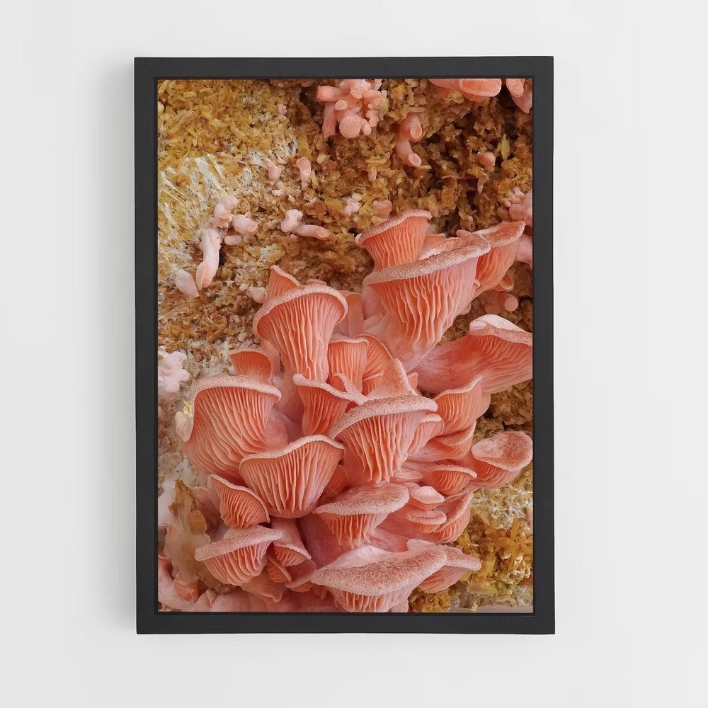 ap-oyster mushroom-1 cadre Noir