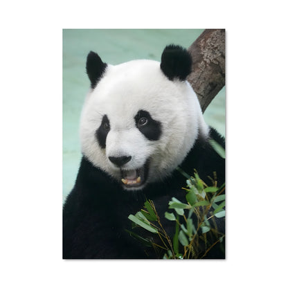 Poster Panda Gourmand