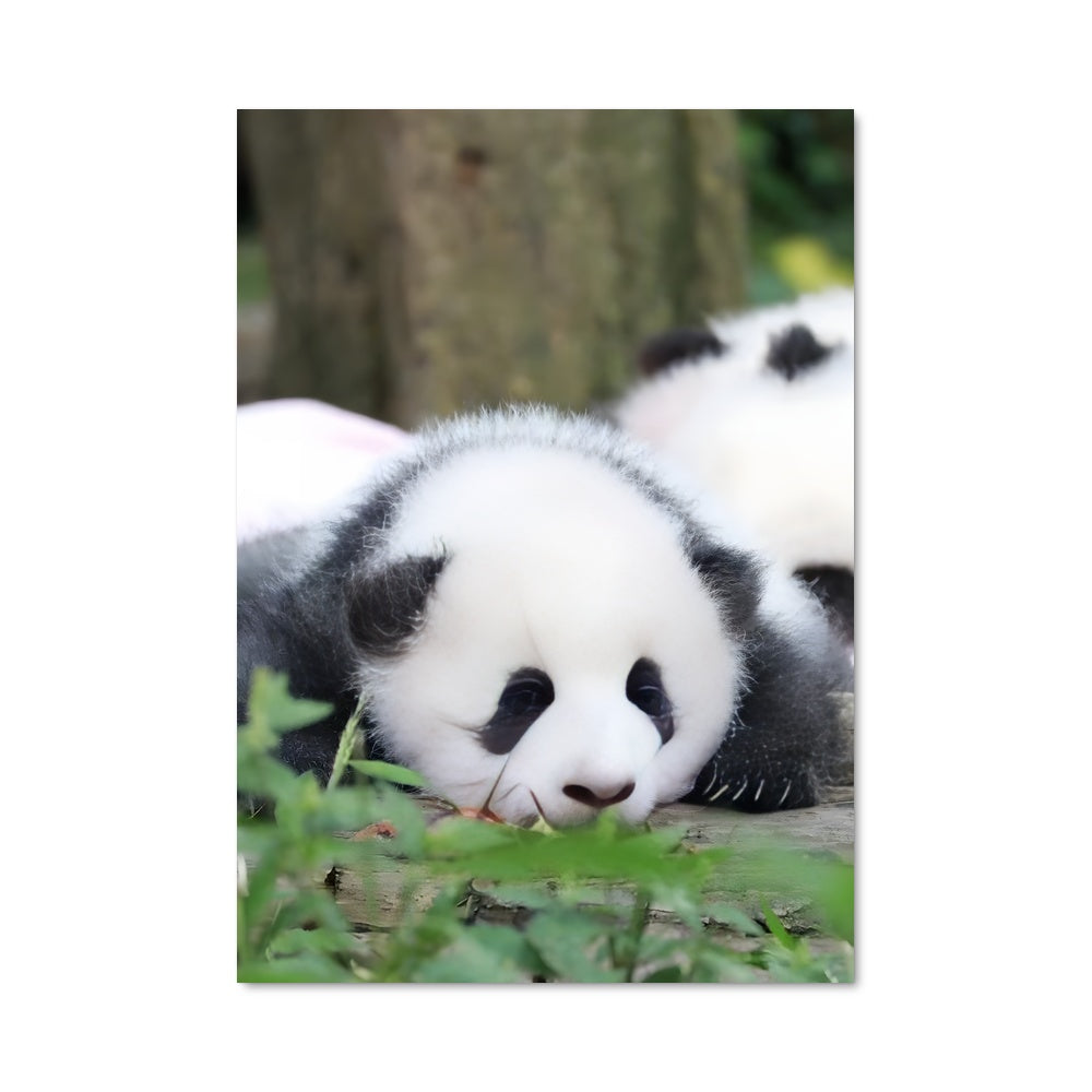 Poster Douceurs de Bambou