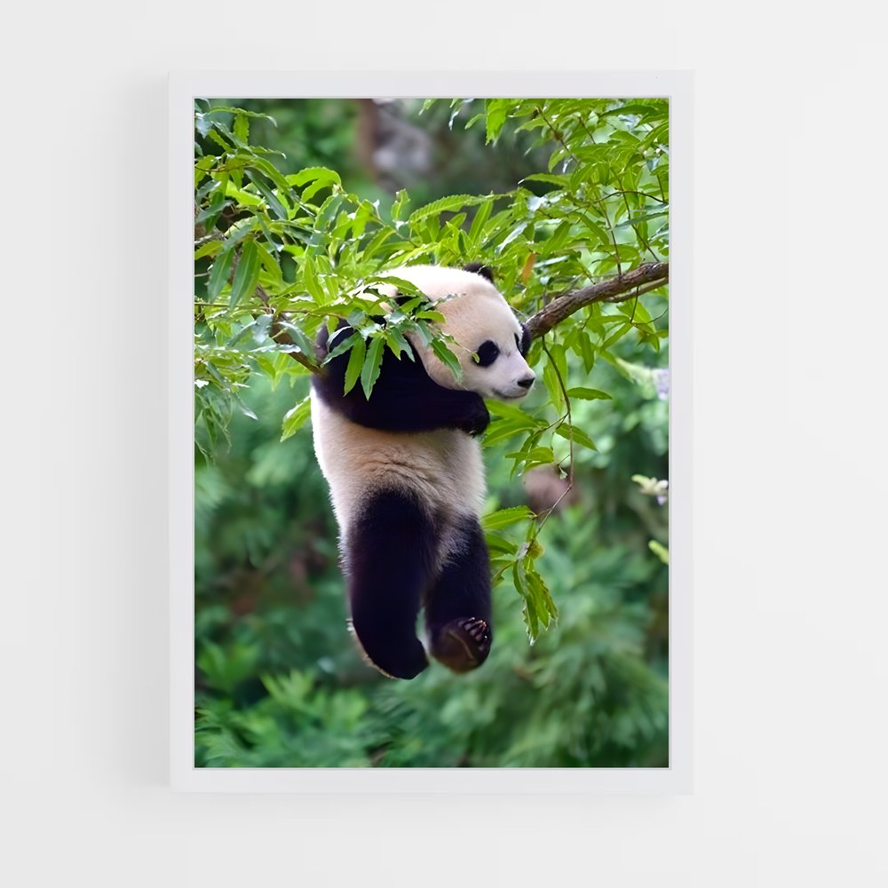 ap-panda-6 cadre Blanc