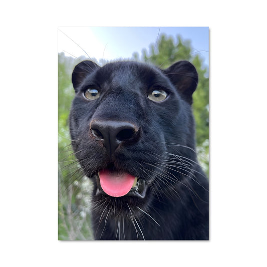 Poster Panther Sauvage
