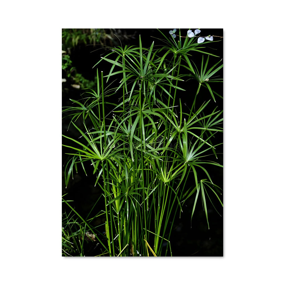 Poster Fleur de Bambou